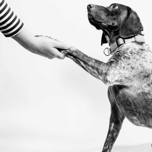 A Pointer giving a person its paw