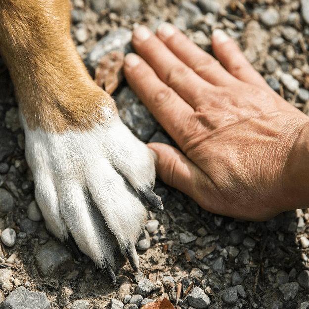 A dog's paw next to a person's hand