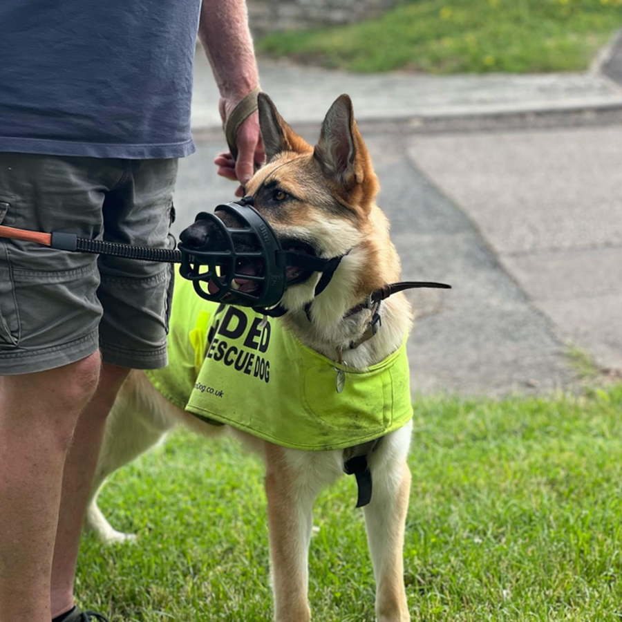 A German Shepherd wearing a black muzzle and a yellow jacket