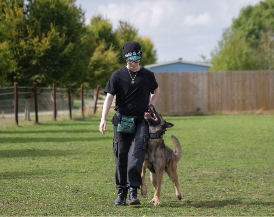 Jasper walking with a sable Malinois in heel position