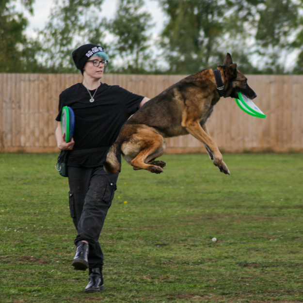 Jasper throwing a disc for a jumping Malinois