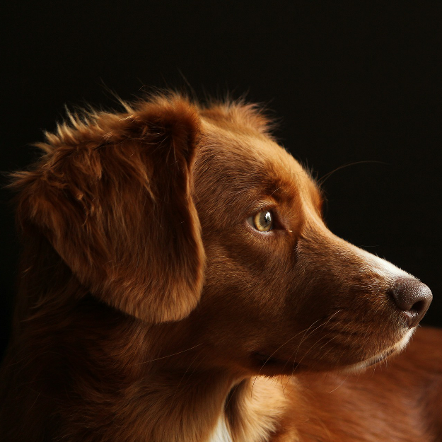 Nova Scotia Duck Tolling Retriever looking to the side