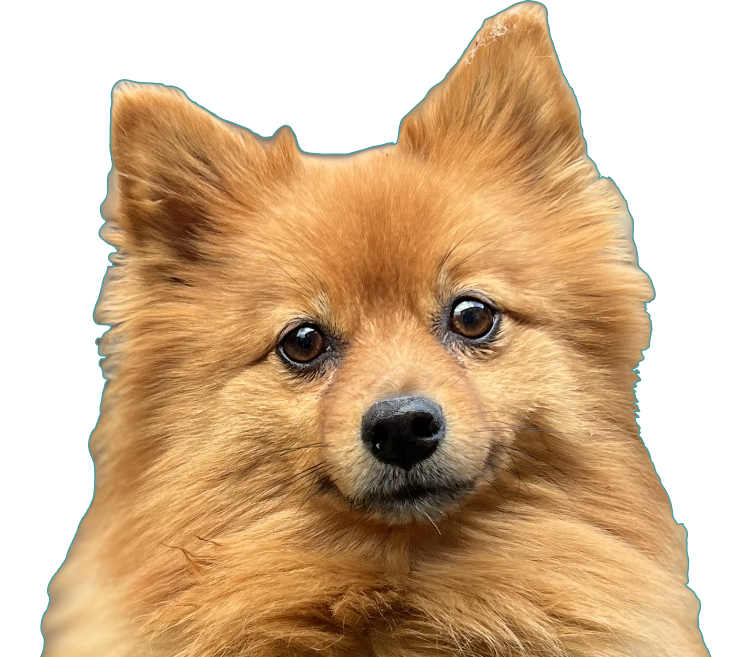 A fluffy orange Pomeranian dog 