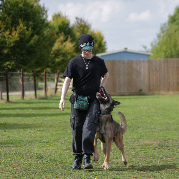 Jasper walking with a sable Malinois in heel position