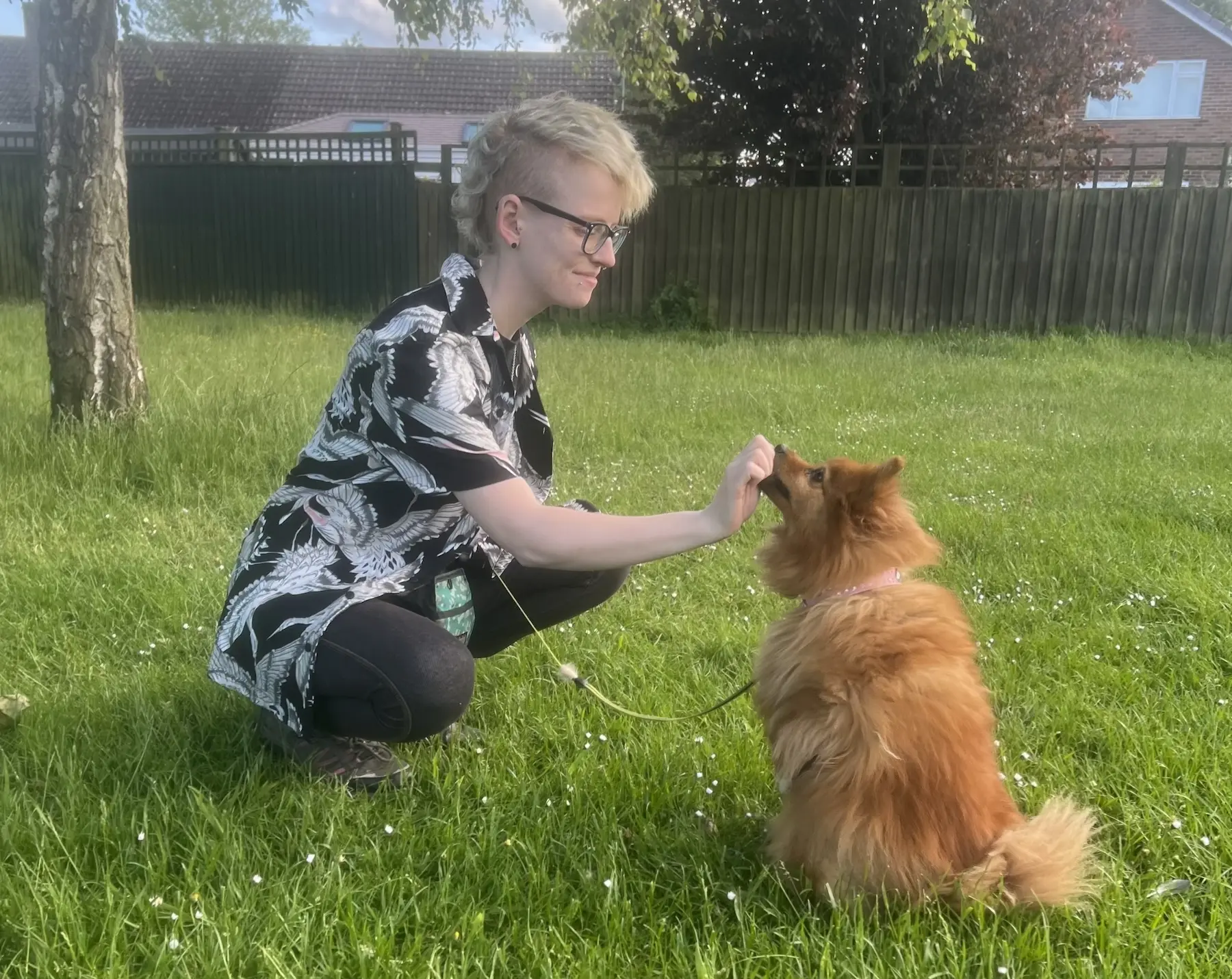 Dog Trainer Giving an Orange Pomeranian a Treat