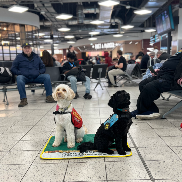 Two Assistance Dogs sitting next to each other in an airport