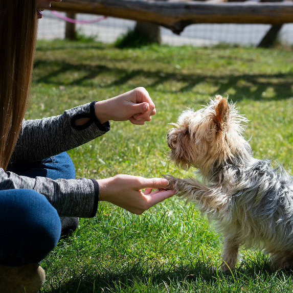 A person training a Yorkshire Terrier